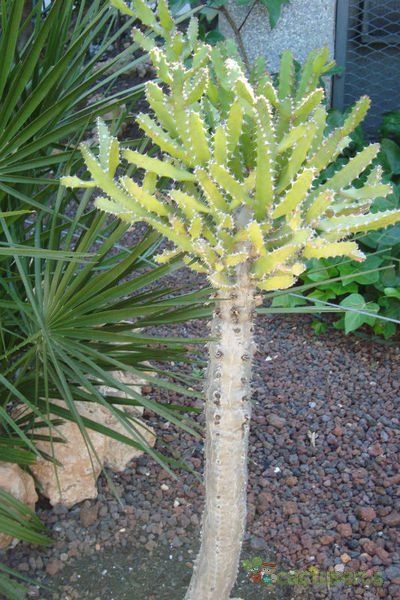 A photo of Euphorbia tenuirama