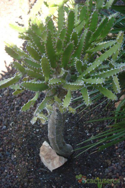 A photo of Euphorbia tenuirama