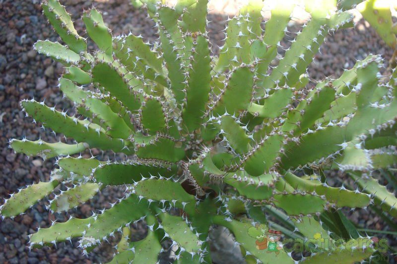A photo of Euphorbia tenuirama