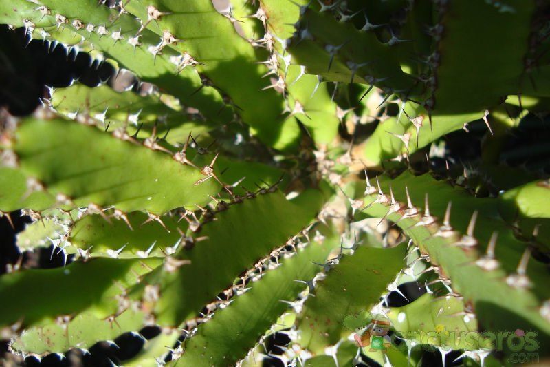 A photo of Euphorbia tenuirama