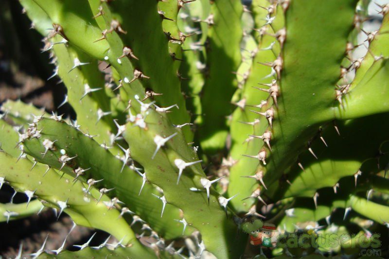 A photo of Euphorbia tenuirama