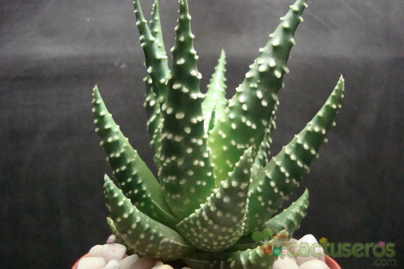 A photo of Haworthia pumila