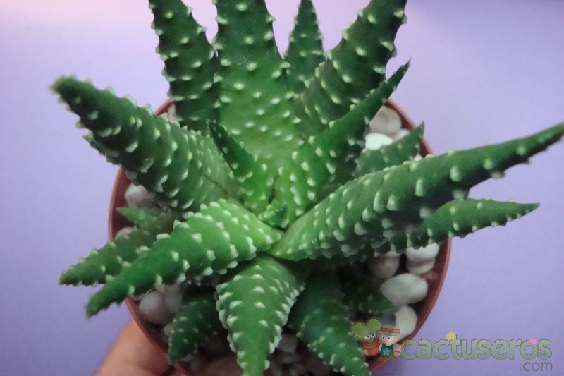 A photo of Haworthia pumila