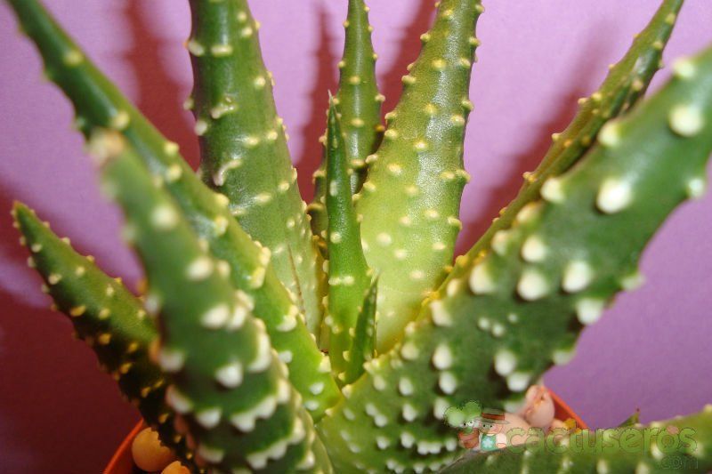 A photo of Haworthia pumila