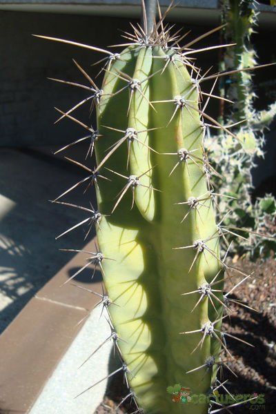 Una foto de Cereus forbesii