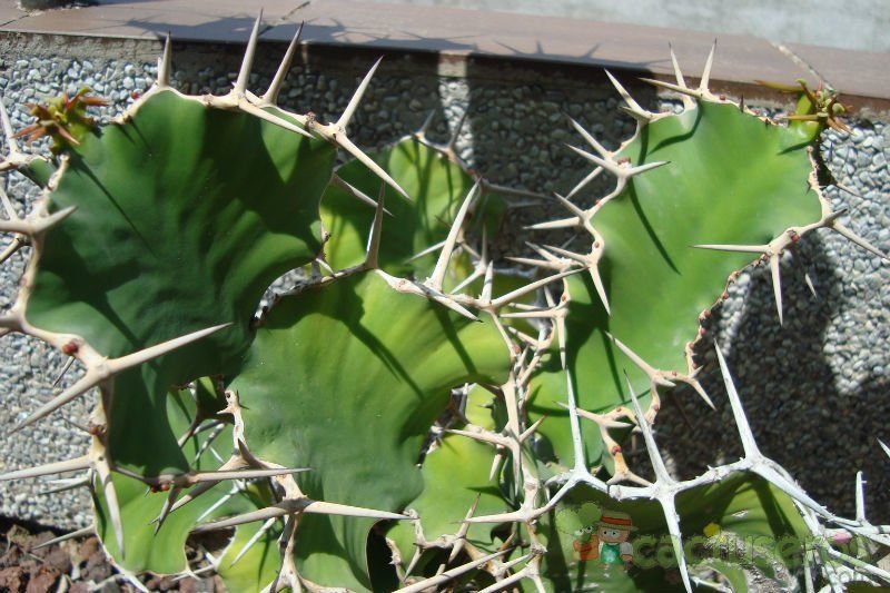 Una foto de Euphorbia grandicornis