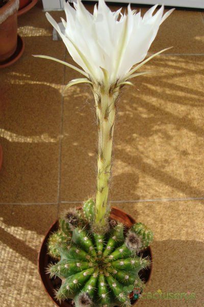 Una foto de Echinopsis calochlora