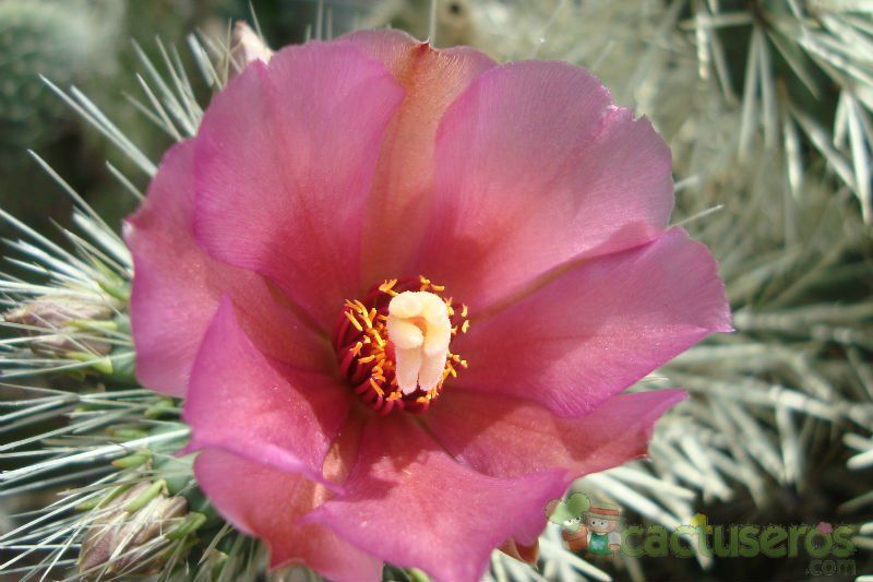 Una foto de Cylindropuntia rosea