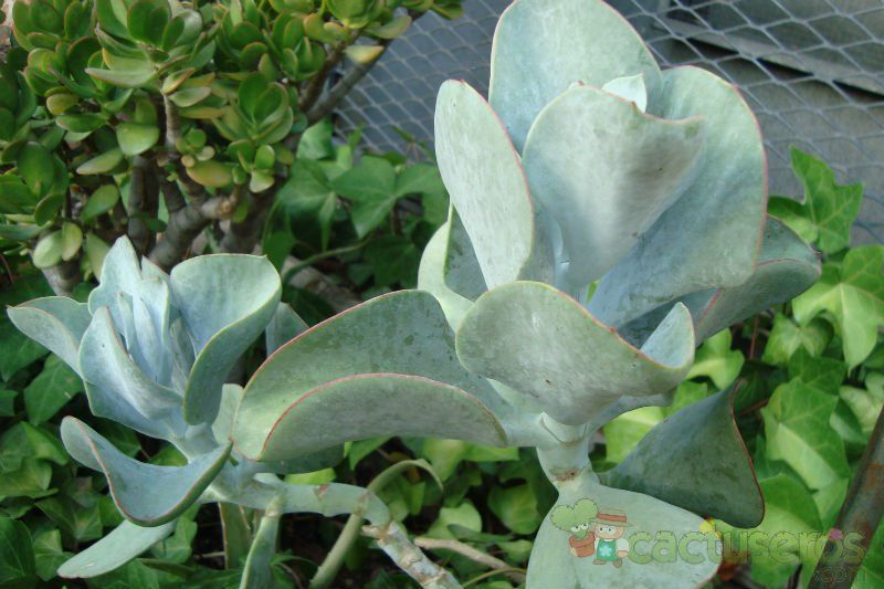A photo of Cotyledon orbiculata cv. silver waves