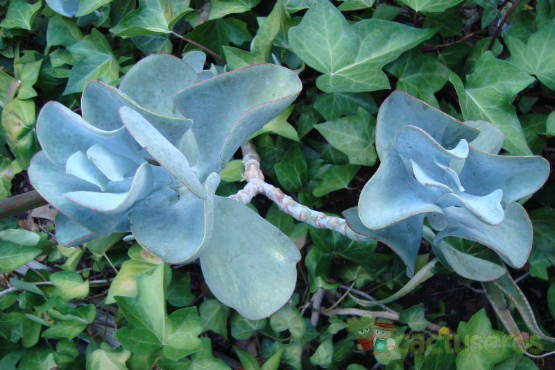 A photo of Cotyledon orbiculata cv. silver waves