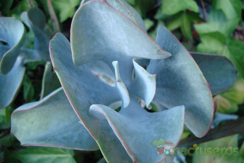 A photo of Cotyledon orbiculata cv. silver waves