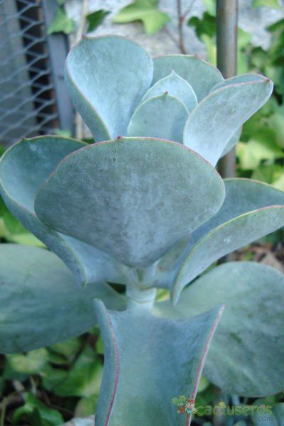 A photo of Cotyledon orbiculata cv. silver waves