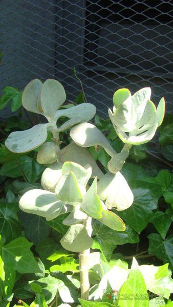 A photo of Cotyledon orbiculata cv. silver waves