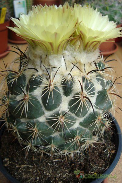 Una foto de Coryphantha pallida