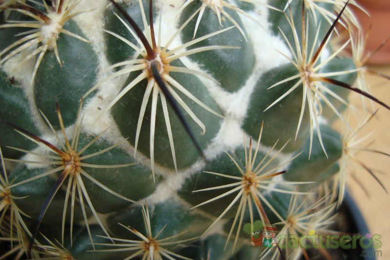 Una foto de Coryphantha pallida