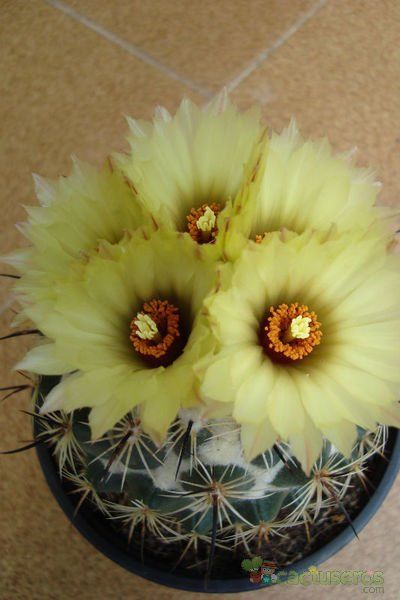 A photo of Coryphantha pallida