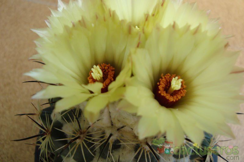 Una foto de Coryphantha pallida