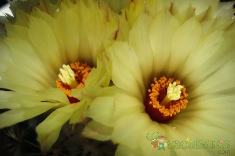 Una foto de Coryphantha pallida