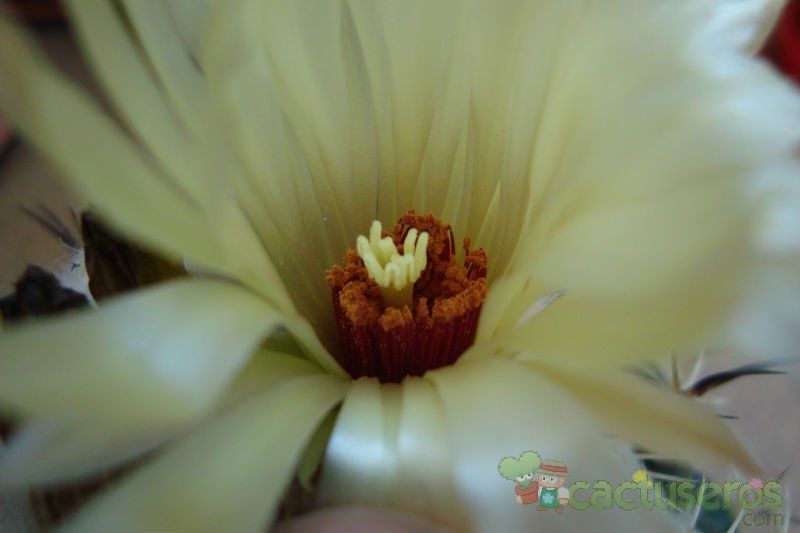 A photo of Coryphantha pallida