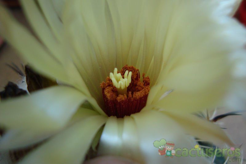 Una foto de Coryphantha pallida