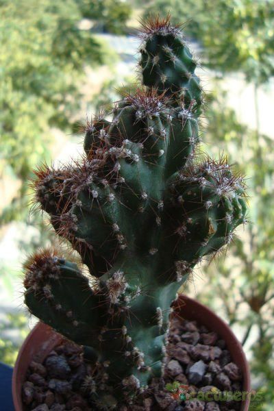Una foto de Cereus peruvianus fma. monstruosa