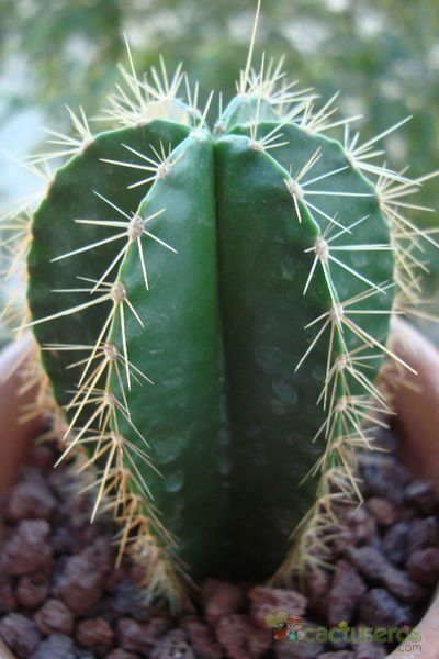 A photo of Isolatocereus dumortieri