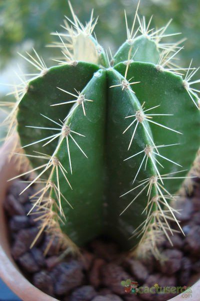 A photo of Isolatocereus dumortieri