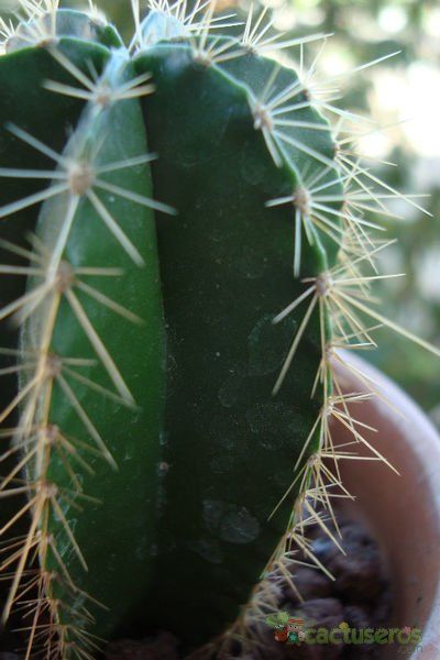A photo of Isolatocereus dumortieri