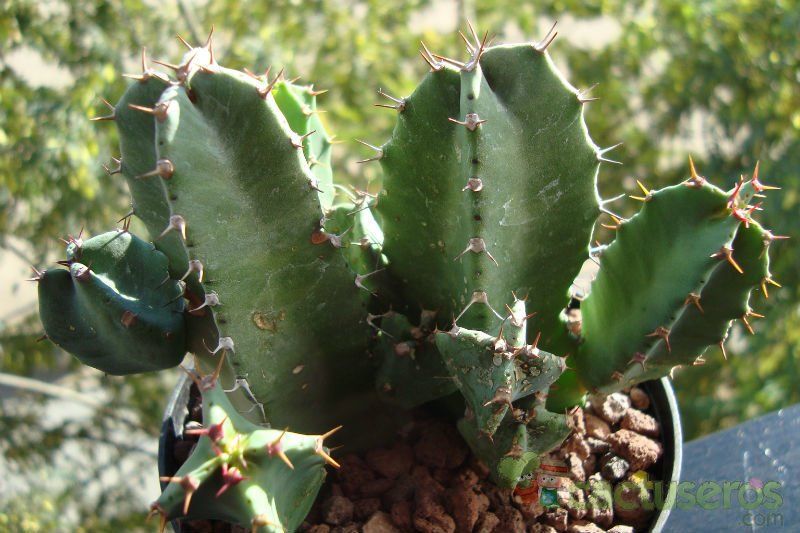 A photo of Euphorbia resinifera