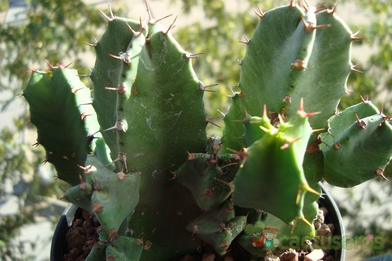 A photo of Euphorbia resinifera