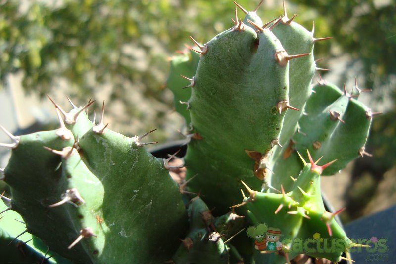 A photo of Euphorbia resinifera