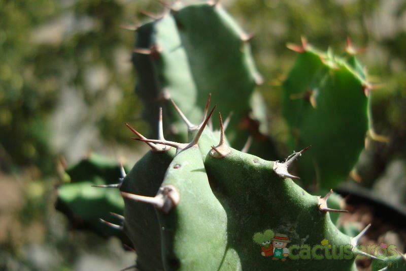A photo of Euphorbia resinifera