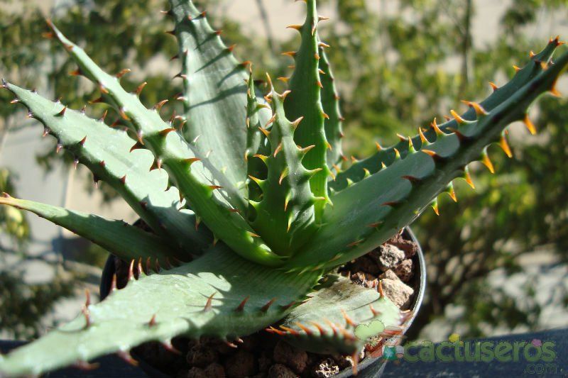 Una foto de Aloe broomii
