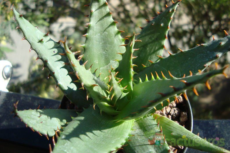 Una foto de Aloe broomii