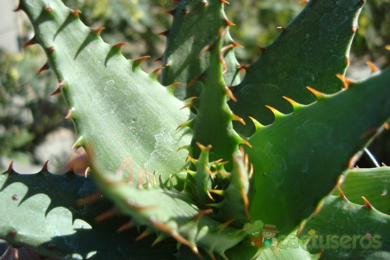 Una foto de Aloe broomii