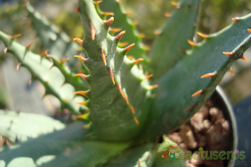 Una foto de Aloe broomii
