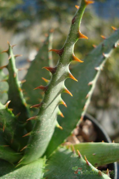 Una foto de Aloe broomii