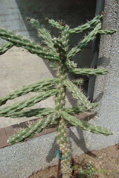 A photo of Cylindropuntia imbricata