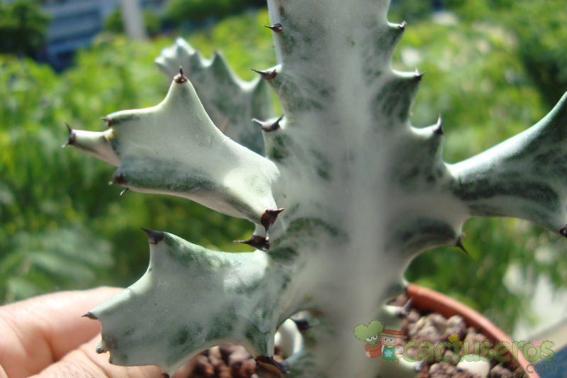 Una foto de Euphorbia lactea cv. white ghost