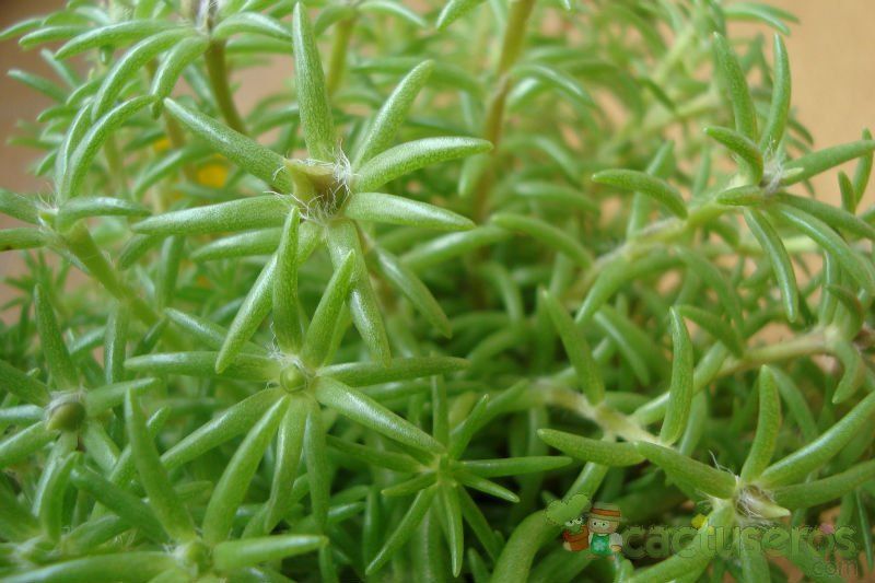 A photo of Portulaca grandiflora