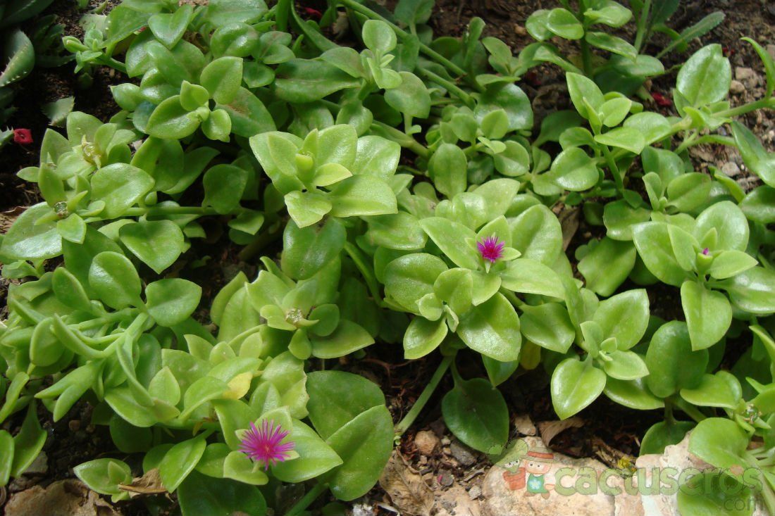 A photo of Mesembryanthemum cordifolium