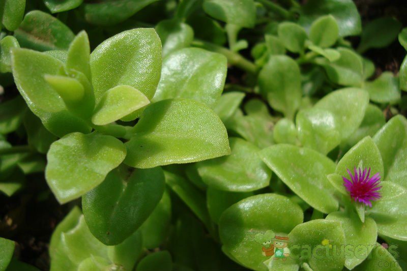 A photo of Mesembryanthemum cordifolium