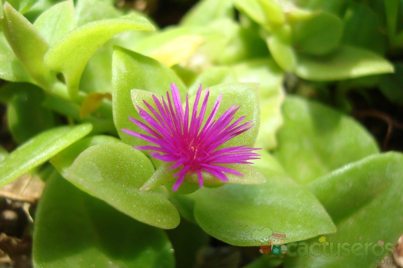 A photo of Mesembryanthemum cordifolium