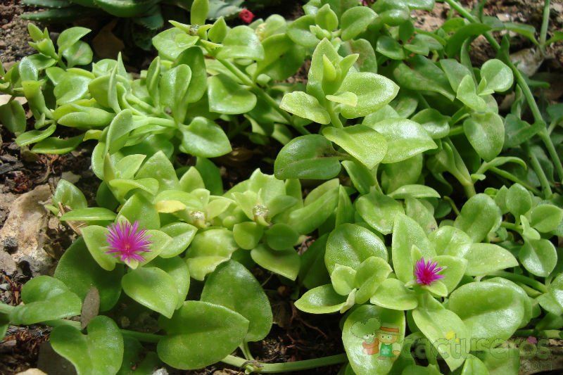 A photo of Mesembryanthemum cordifolium