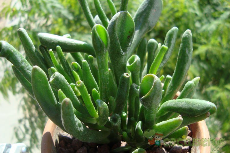 A photo of Crassula ovata cv. gollum