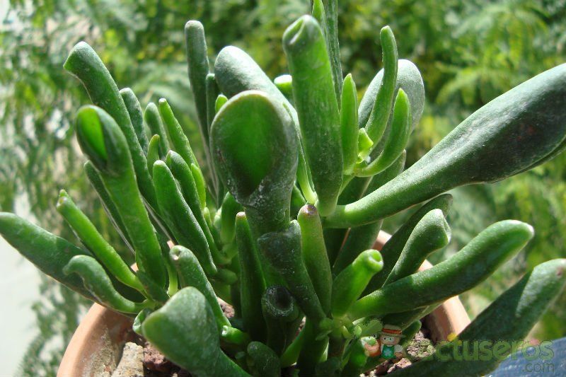 A photo of Crassula ovata cv. gollum