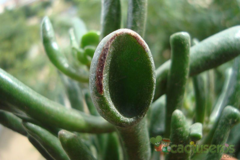 A photo of Crassula ovata cv. gollum