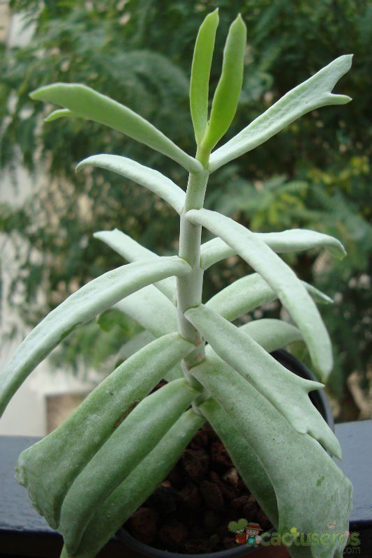 Una foto de Cotyledon orbiculata var. oblonga cv. Takbok
