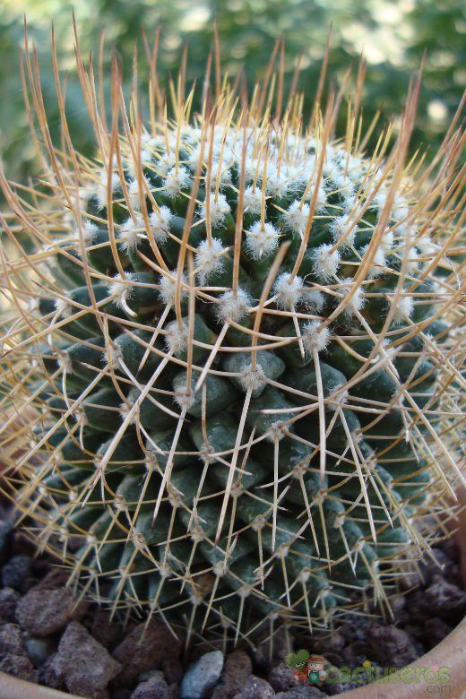 A photo of Mammillaria polythele ssp. obconella
