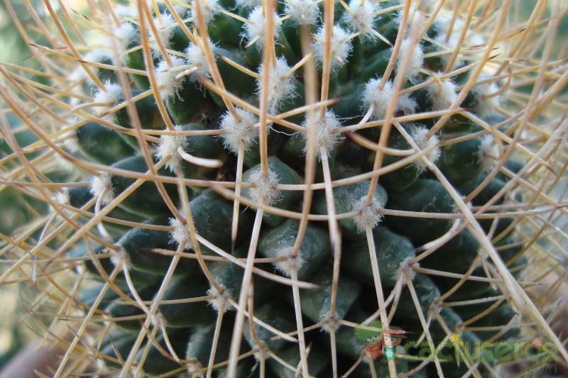 A photo of Mammillaria polythele ssp. obconella